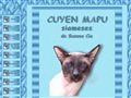 Criadero de gatos Siameses Cuyen Mapu